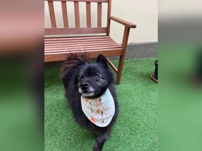 Paco2 SR – Kleiner Charmeur sucht liebevolles Zuhause