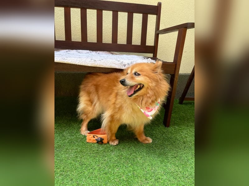 Berta2 SR – kleine Kämpferin mit großem Herz sucht Geborgenheit