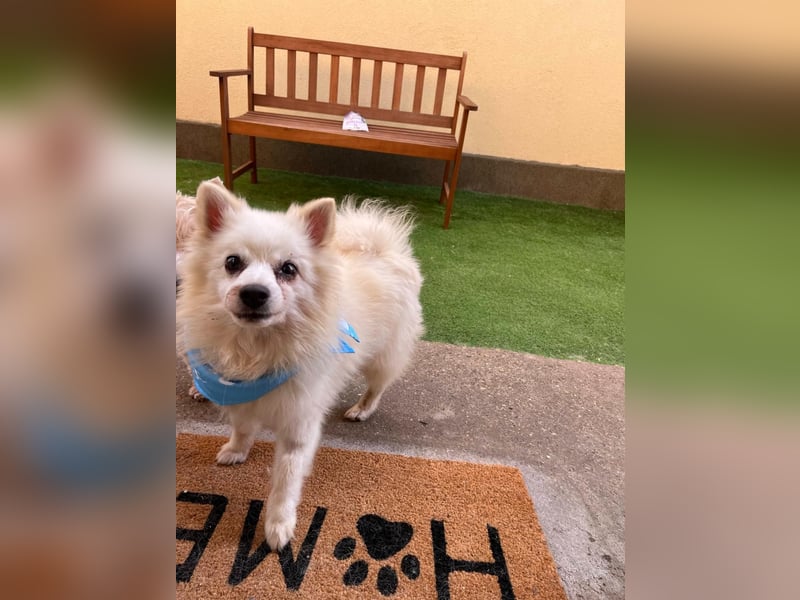 Stanley SR – kleiner Senior sucht großes Glück