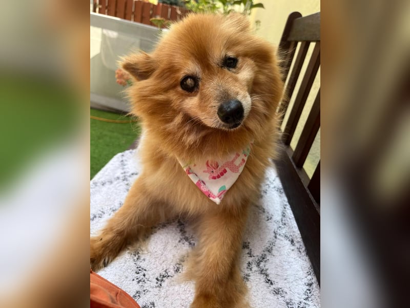 Berta2 SR – kleine Kämpferin mit großem Herz sucht Geborgenheit