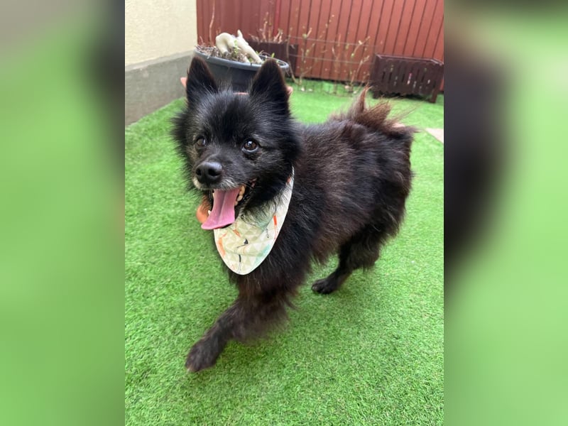 Paco2 SR – Kleiner Charmeur sucht liebevolles Zuhause