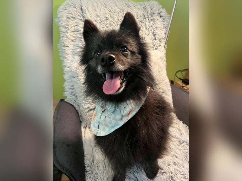 Paco2 SR – Kleiner Charmeur sucht liebevolles Zuhause