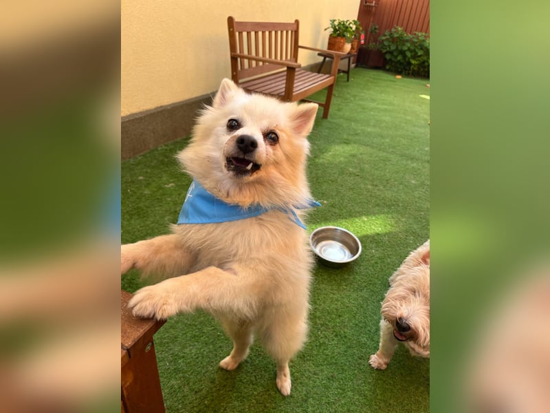 Stanley SR – kleiner Senior sucht großes Glück