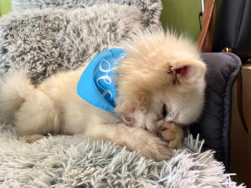 Stanley SR – kleiner Senior sucht großes Glück