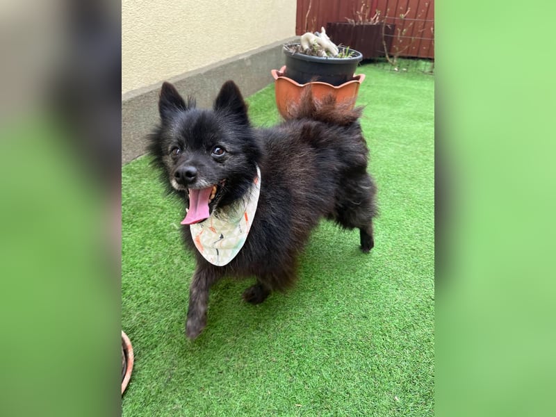 Paco2 SR – Kleiner Charmeur sucht liebevolles Zuhause