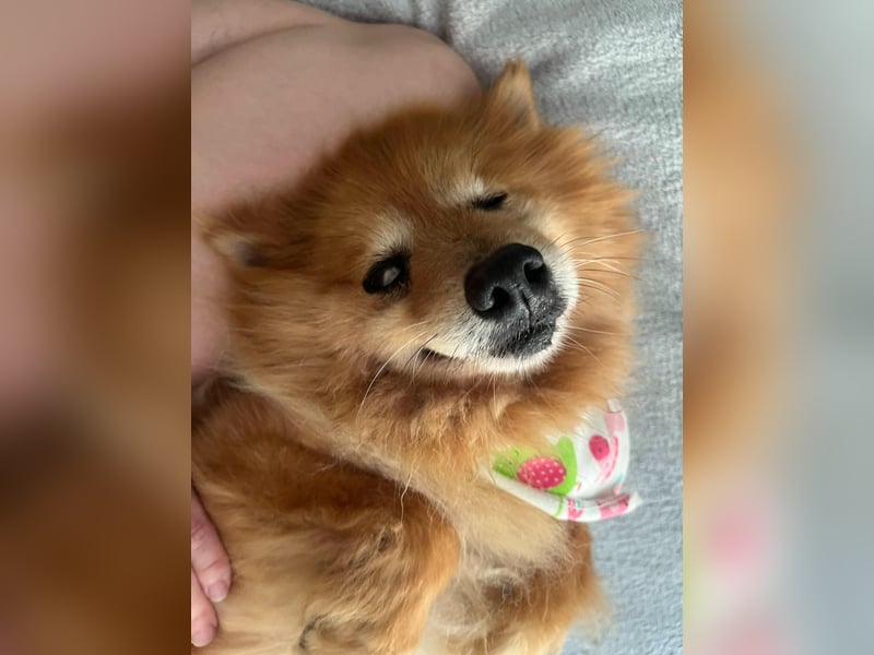 Berta2 SR – kleine Kämpferin mit großem Herz sucht Geborgenheit