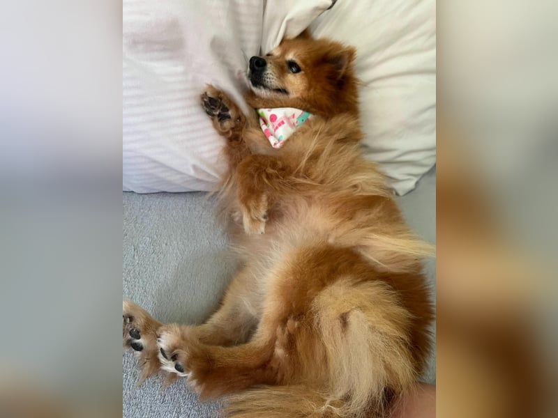 Berta2 SR – kleine Kämpferin mit großem Herz sucht Geborgenheit