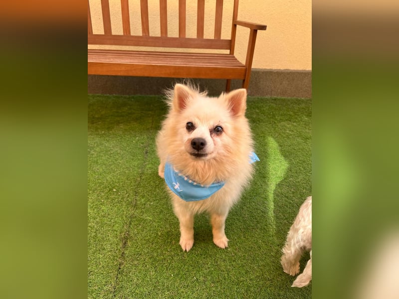 Stanley SR – kleiner Senior sucht großes Glück