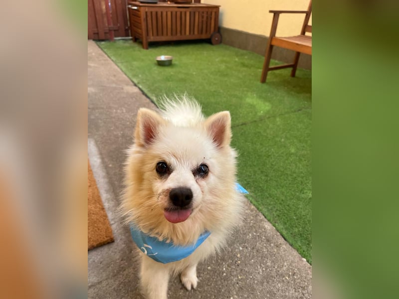 Stanley SR – kleiner Senior sucht großes Glück