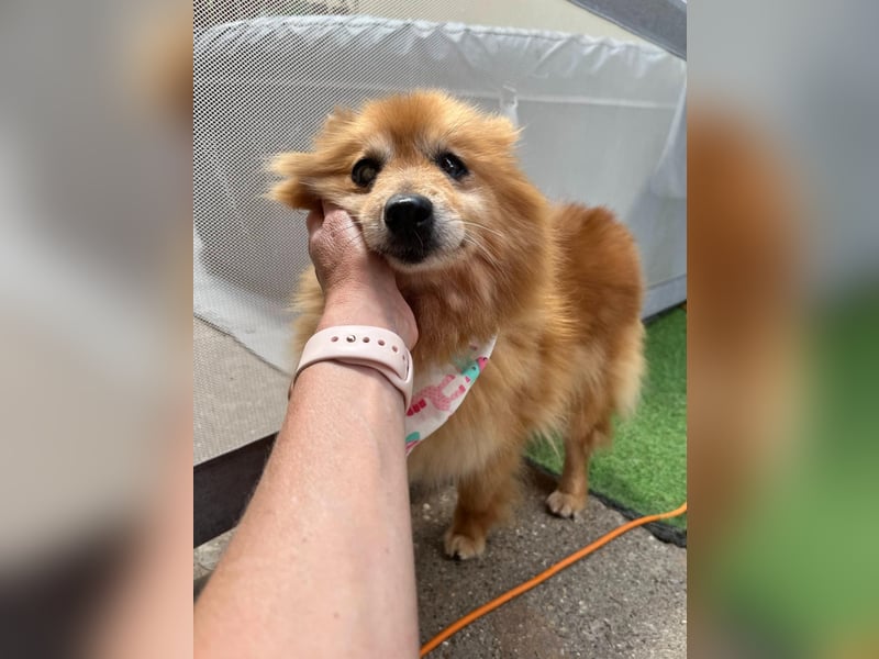 Berta2 SR – kleine Kämpferin mit großem Herz sucht Geborgenheit