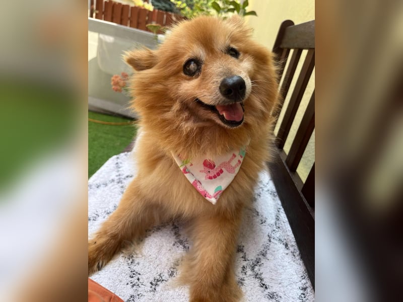 Berta2 SR – kleine Kämpferin mit großem Herz sucht Geborgenheit