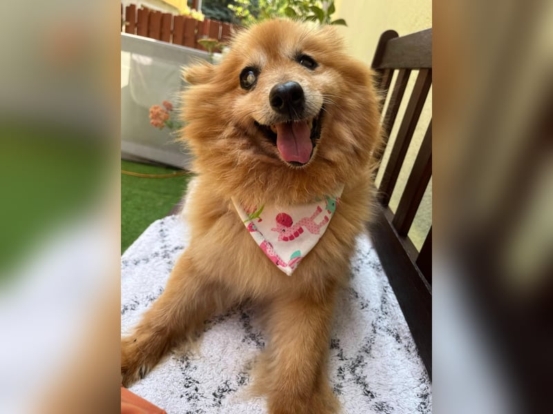 Berta2 SR – kleine Kämpferin mit großem Herz sucht Geborgenheit