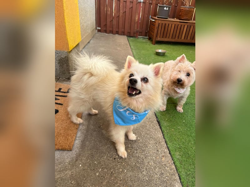 Stanley SR – kleiner Senior sucht großes Glück