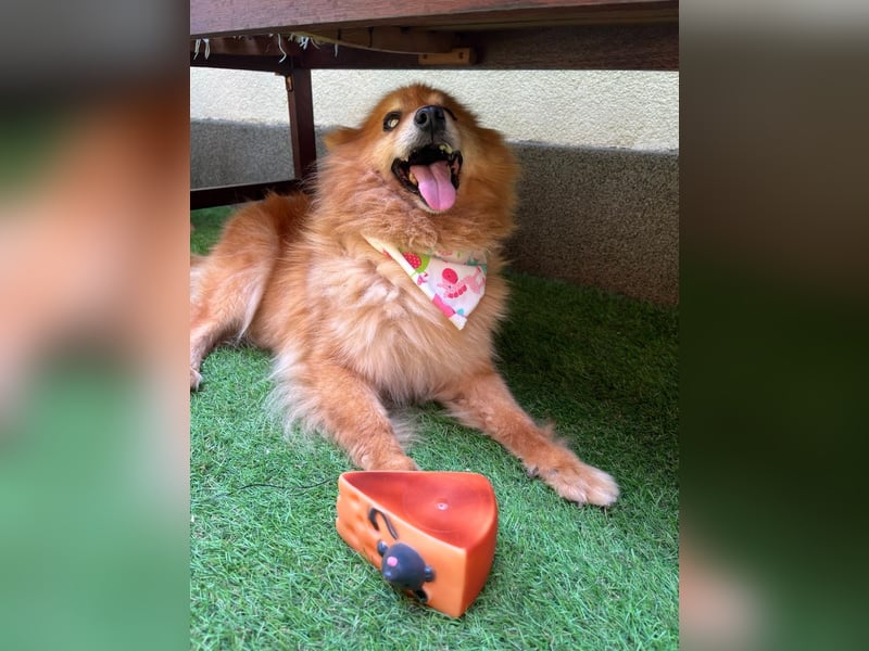 Berta2 SR – kleine Kämpferin mit großem Herz sucht Geborgenheit