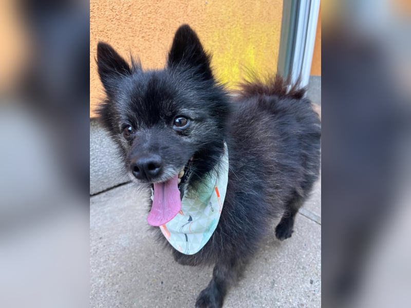 Paco2 SR – Kleiner Charmeur sucht liebevolles Zuhause