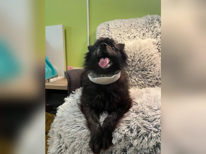 Paco2 SR – Kleiner Charmeur sucht liebevolles Zuhause