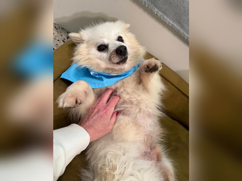 Stanley SR – kleiner Senior sucht großes Glück