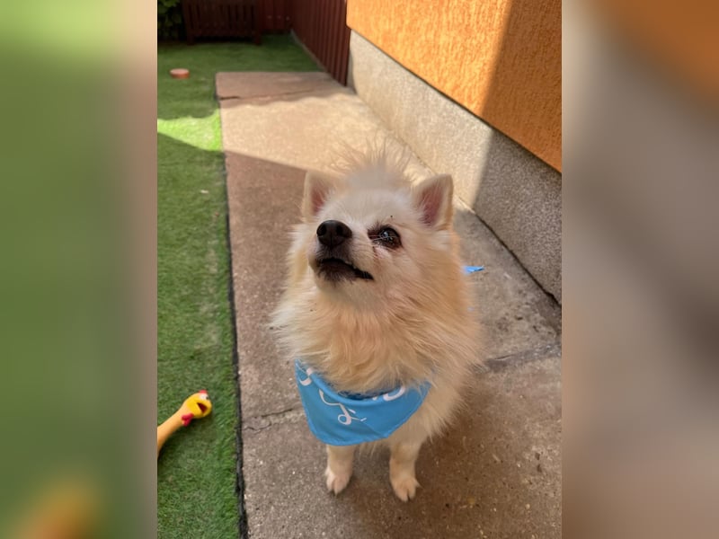 Stanley SR – kleiner Senior sucht großes Glück