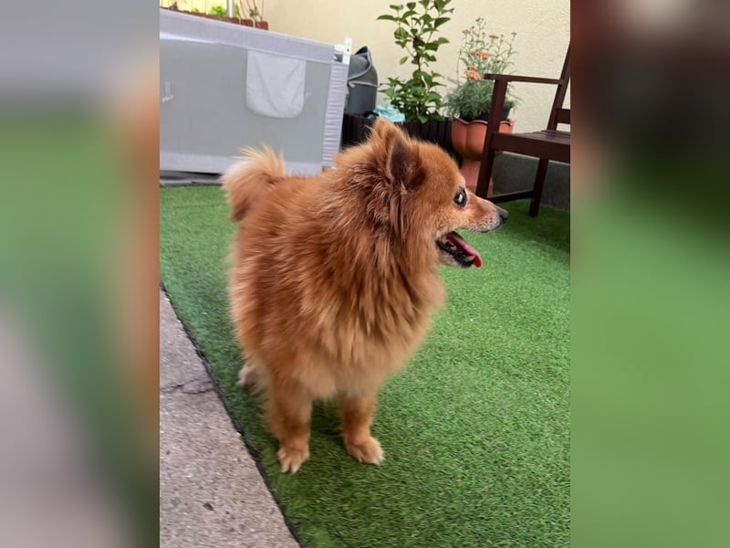 Berta2 SR – kleine Kämpferin mit großem Herz sucht Geborgenheit