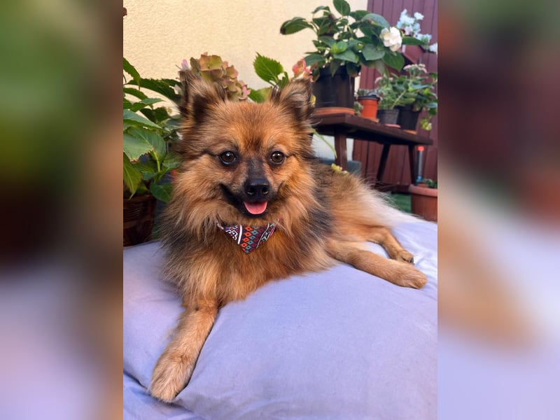 Der fröhliche Oliver – kleiner Spitzmann sucht sein Zuhause 