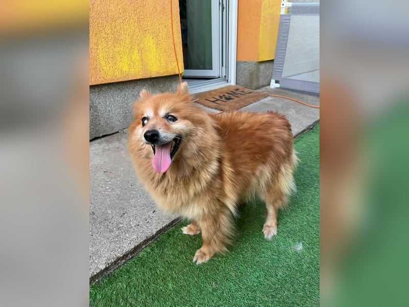 Berta2 SR – kleine Kämpferin mit großem Herz sucht Geborgenheit