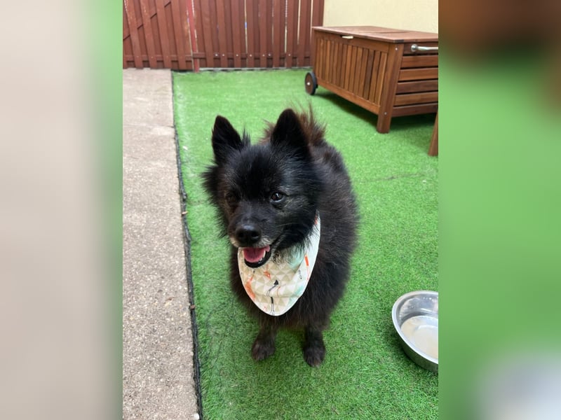 Paco2 SR – Kleiner Charmeur sucht liebevolles Zuhause