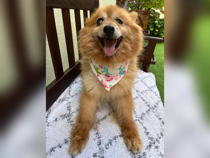 Berta2 SR – kleine Kämpferin mit großem Herz sucht Geborgenheit