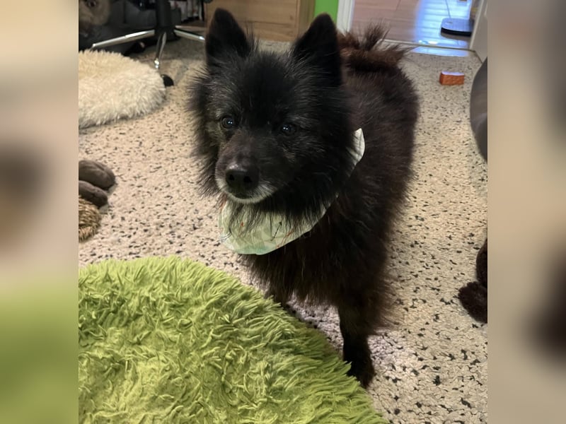 Paco2 SR – Kleiner Charmeur sucht liebevolles Zuhause