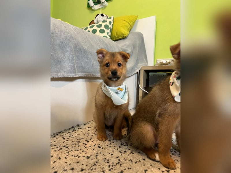 Wolly, verspielter lieber Spitzjunge, geb. 10/2025