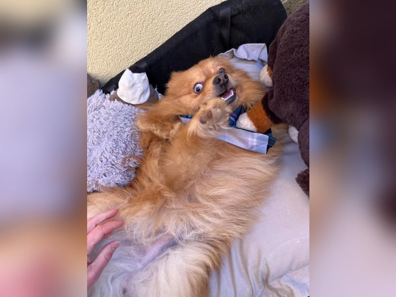 Sheldon, aktiver und verspielter Spitzrüde, geb. 01/2025