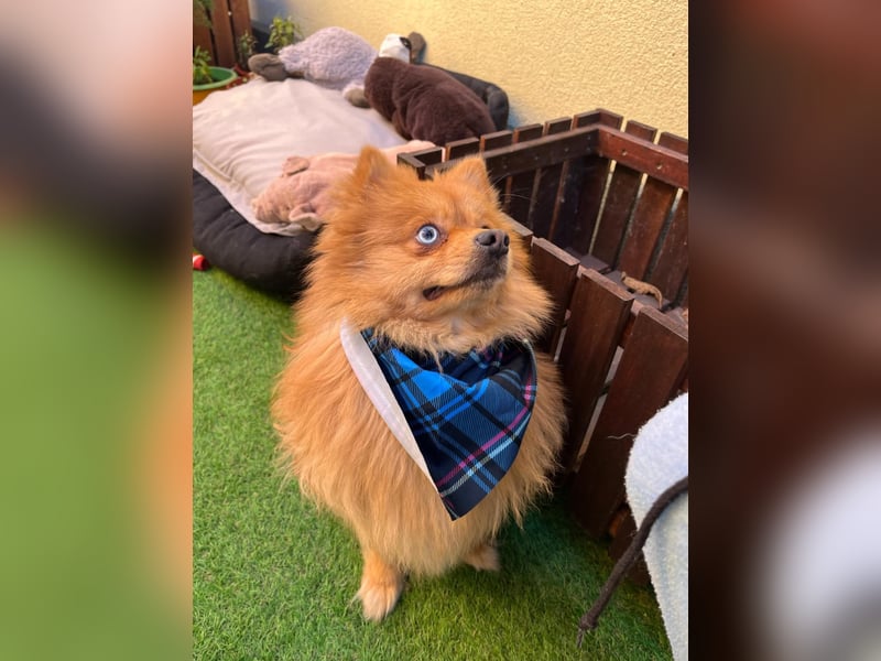 Sheldon, aktiver und verspielter Spitzrüde, geb. 01/2025