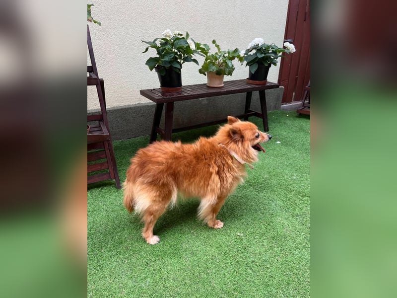 Berta, sehr liebe und ruhige Kleinspitzhündin, geb. 04/2016