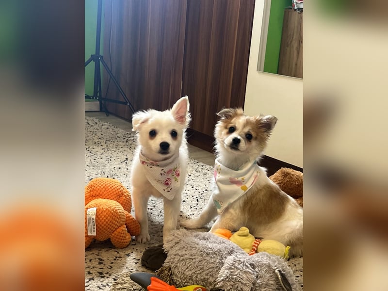 Dia, liebes verspieltes Spitzmädchen, geb. 09/2025