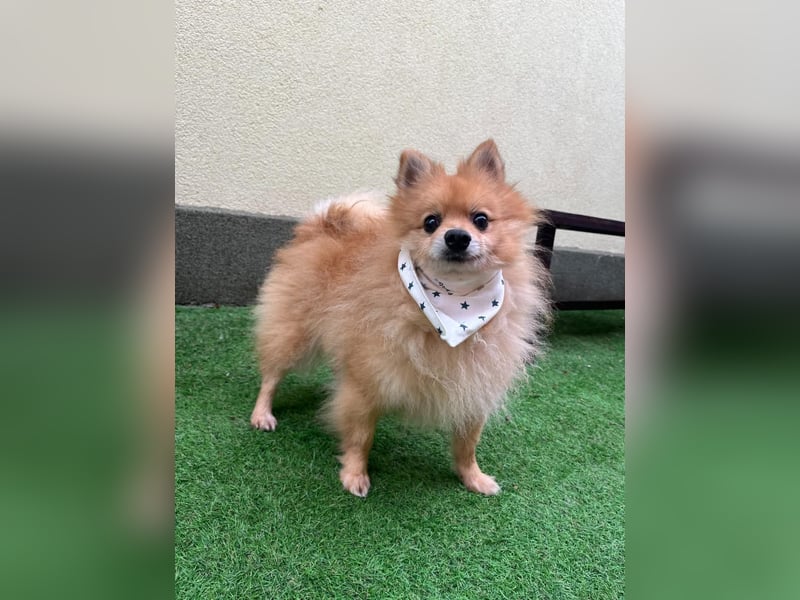 Charlie, neugieriger Spitzrüde, geb. 01/2024