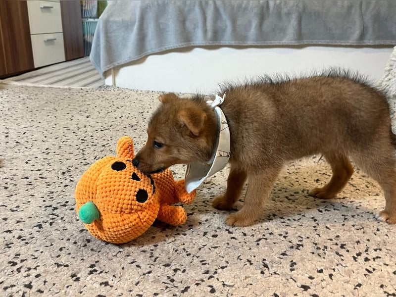 Wolly, verspielter lieber Spitzjunge, geb. 10/2025