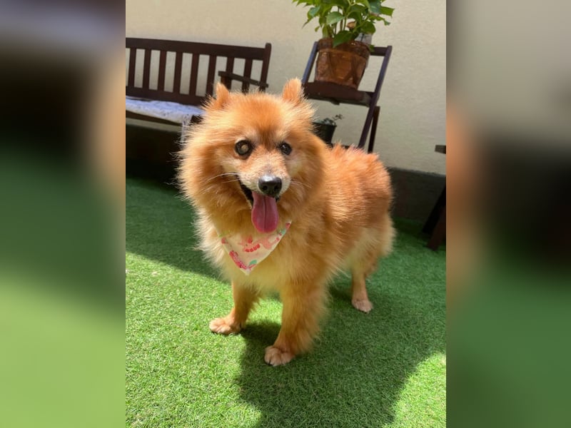 Berta, sehr liebe und ruhige Kleinspitzhündin, geb. 04/2016