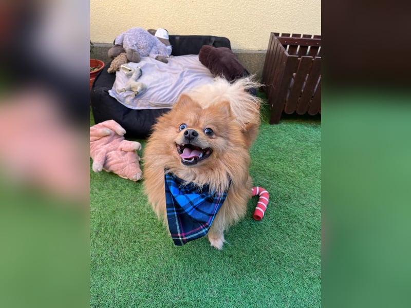 Sheldon, aktiver und verspielter Spitzrüde, geb. 01/2025