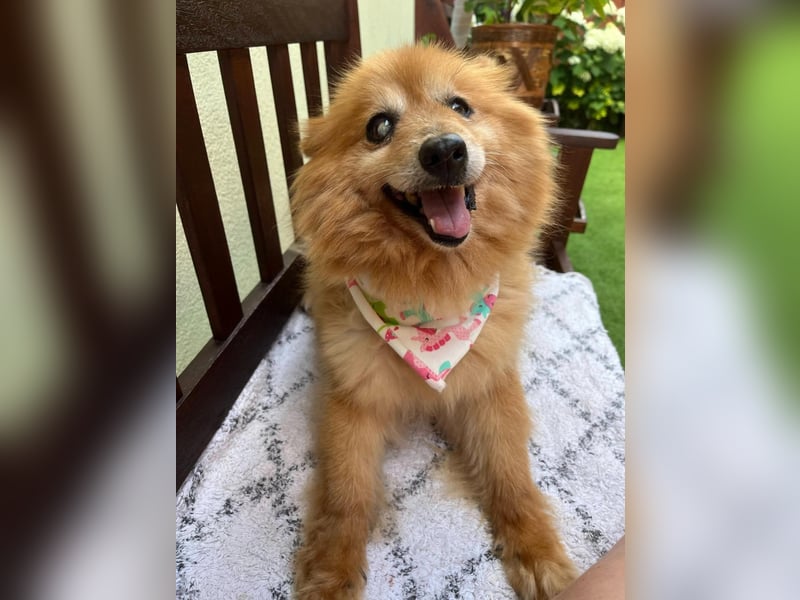 Berta, sehr liebe und ruhige Kleinspitzhündin, geb. 04/2016