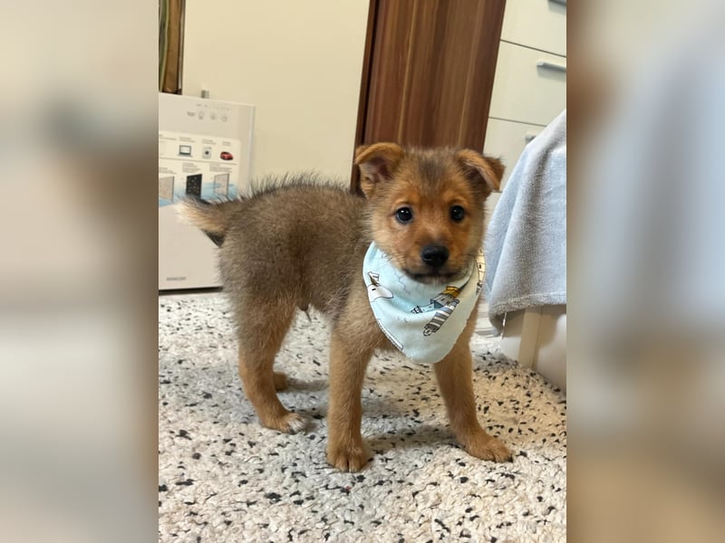 Wolly, verspielter lieber Spitzjunge, geb. 10/2025