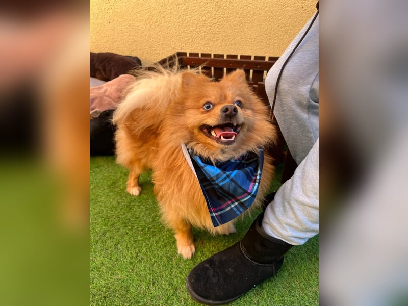 Sheldon, aktiver und verspielter Spitzrüde, geb. 01/2025