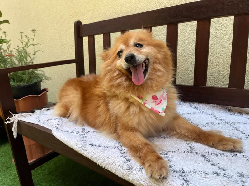 Berta, sehr liebe und ruhige Kleinspitzhündin, geb. 04/2016