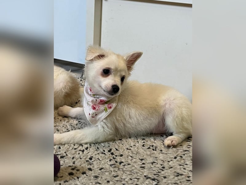 Dia, liebes verspieltes Spitzmädchen, geb. 09/2025