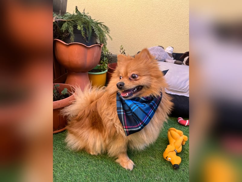 Sheldon, aktiver und verspielter Spitzrüde, geb. 01/2025