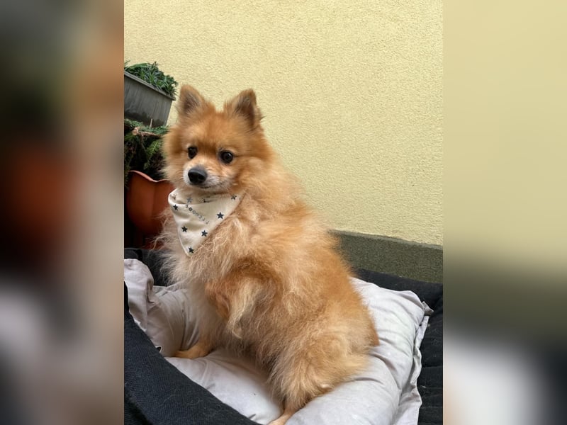 Charlie, neugieriger Spitzrüde, geb. 01/2024