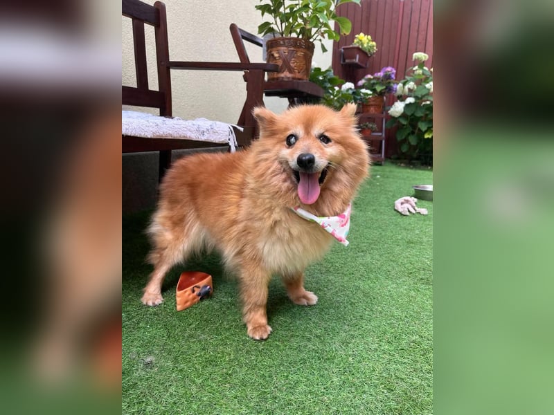 Berta, sehr liebe und ruhige Kleinspitzhündin, geb. 04/2016