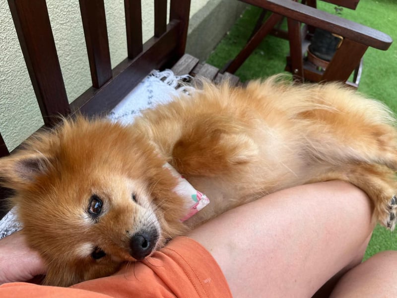 Berta, sehr liebe und ruhige Kleinspitzhündin, geb. 04/2016