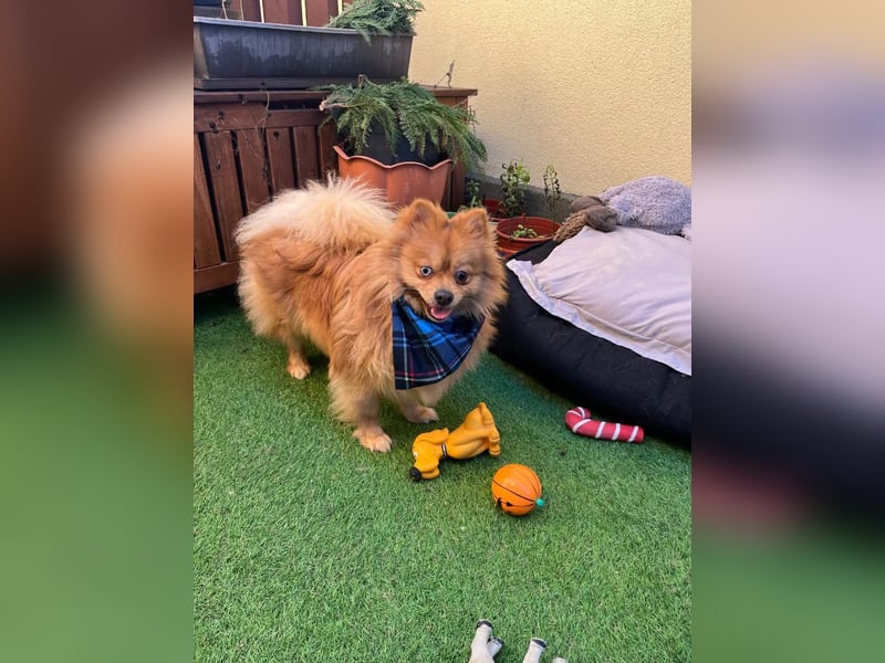 Sheldon, aktiver und verspielter Spitzrüde, geb. 01/2025