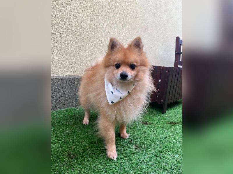 Charlie, neugieriger Spitzrüde, geb. 01/2024