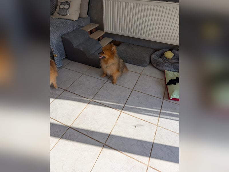 Fluffy, süßer Kleinspitz Rüde geb. 01/2019