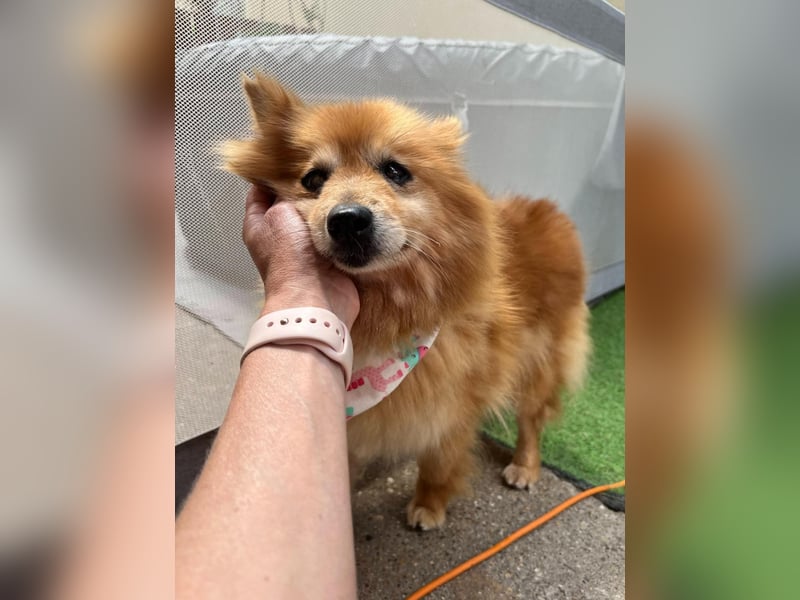 Berta, sehr liebe und ruhige Kleinspitzhündin, geb. 04/2016